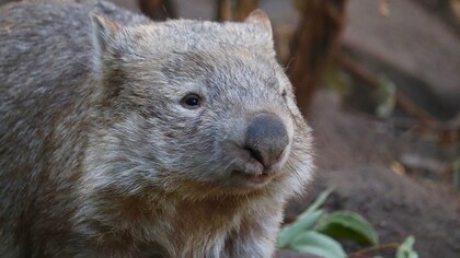 Cuál es el misterio que envuelve a los Wombats y sus heces cúbicas