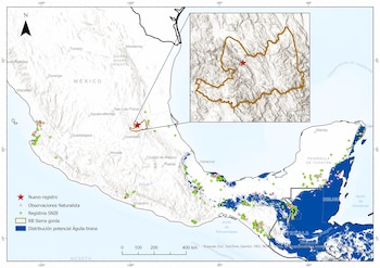 El águila tirana es una de las especies más relevantes en términos de conservación debido a su función biológica como depredador tope