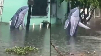 Botarga de tiburón caminando por una calle inundada en Veracruz