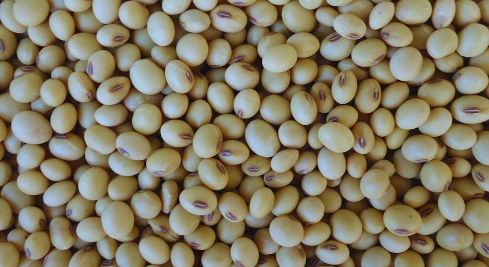 Caen la soja y el maíz en Chicago tras la baja de retenciones que anunció Milei