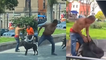 Perritos defiende a su dueño