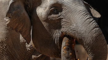 Trompita: La elefanta rescatada del