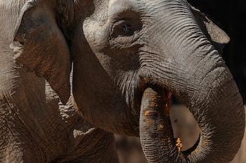 AME5111. CIUDAD DE GUATEMALA (GUATEMALA),