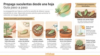 Infografía detallada que muestra el proceso de propagación de suculentas desde una hoja, con seis paneles ilustrando cada paso y tres paneles adicionales con consejos.