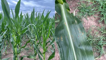 En algunos lotes de maíz