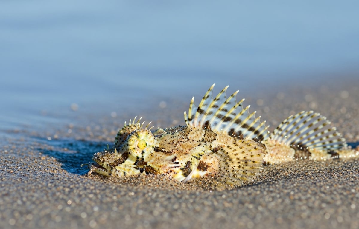 Peixe-aranha aumenta riscos de picadas nas costas europeias durante o verão Peixe-aranha aumenta riscos de picadas nas costas europeias durante o verão