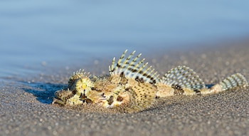 Pez araña semienterrado en la arena húmeda de una playa, con aletas dorsales y caudales extendidas, cerca de la orilla del agua.