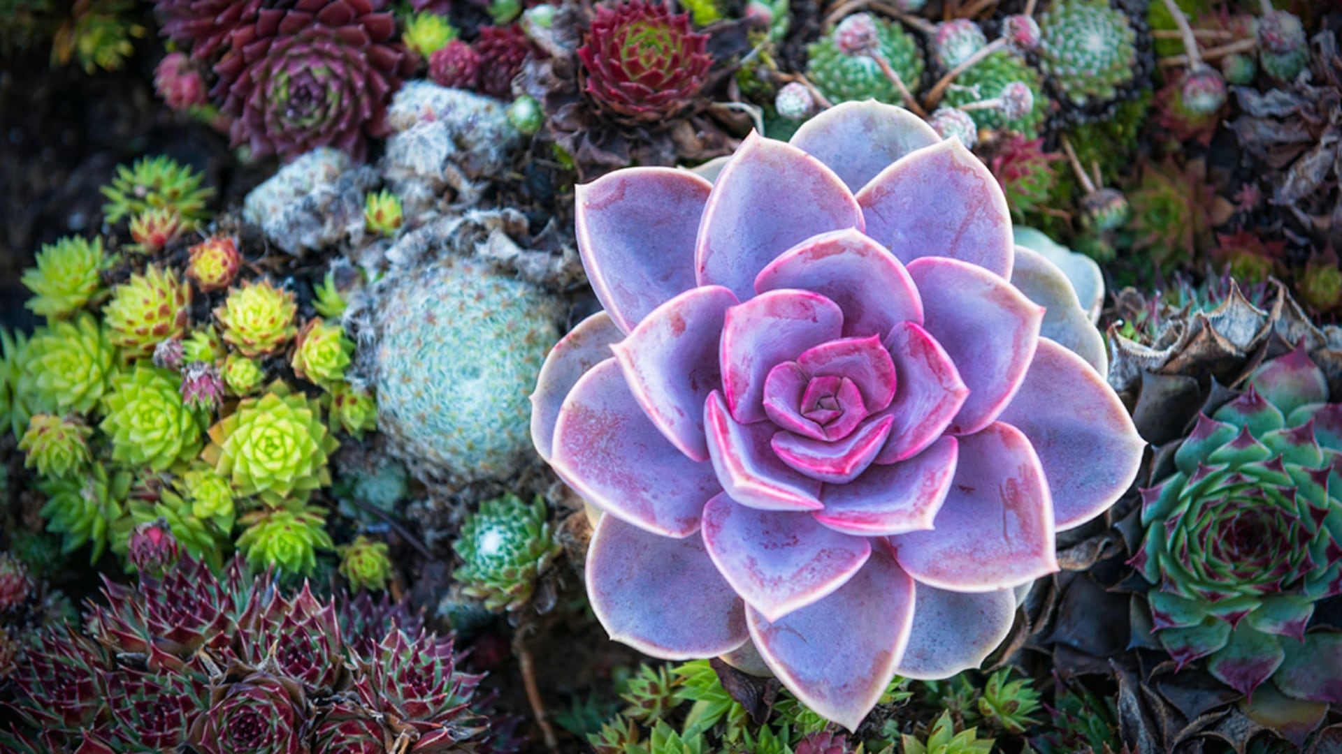 Por qué se me mueren mis plantas suculentas en mi hogar: tres errores comunes y cómo solucionarlos rápido
(RS)