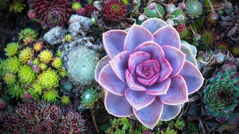 Por qué se me mueren las plantas suculentas en tu hogar: tres errores comunes y cómo solucionarlos rápido