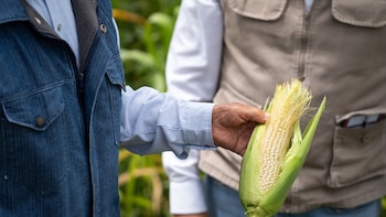 El maíz mexicano tiene 9 mil años de historia: así llegó a la tortilla, el pozole y las palomitas