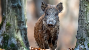 Ya solo queda un centenar de jabalíes en la zona afectada por la peste porcina africana: Cataluña sigue combatiendo el virus 11 meses después