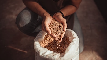 La cebada es fuente de