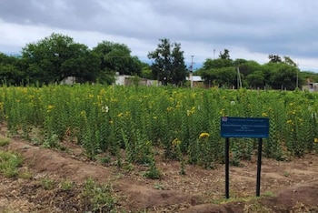 Con un rendimiento superior a la alfalfa, este pariente del girasol podría ser la nueva estrella de los forrajes en zonas áridas y semiáridas de Argentina