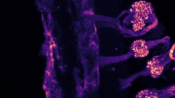 Un estudio revela que el