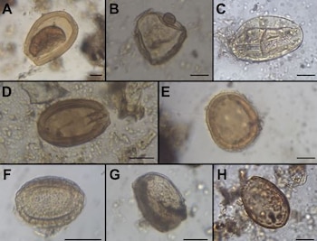 Crianza simultánea en espacios domésticos sugiere una interacción constante e integrada en la vida cotidiana. Difusión