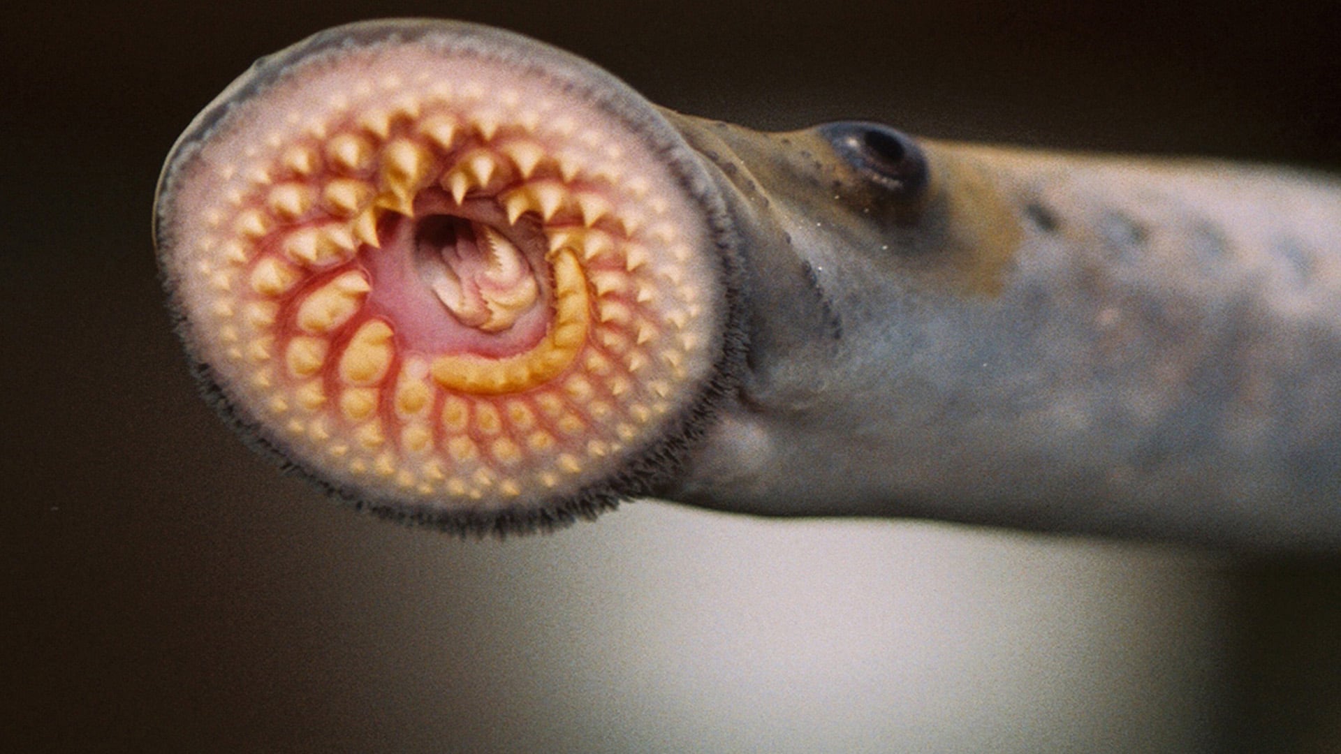 Lamprea (NOAA Great Lakes Environmental Research Laboratory/Wikimedia Commons)