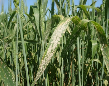 Investigadores suizos descifran mecanismos inéditos