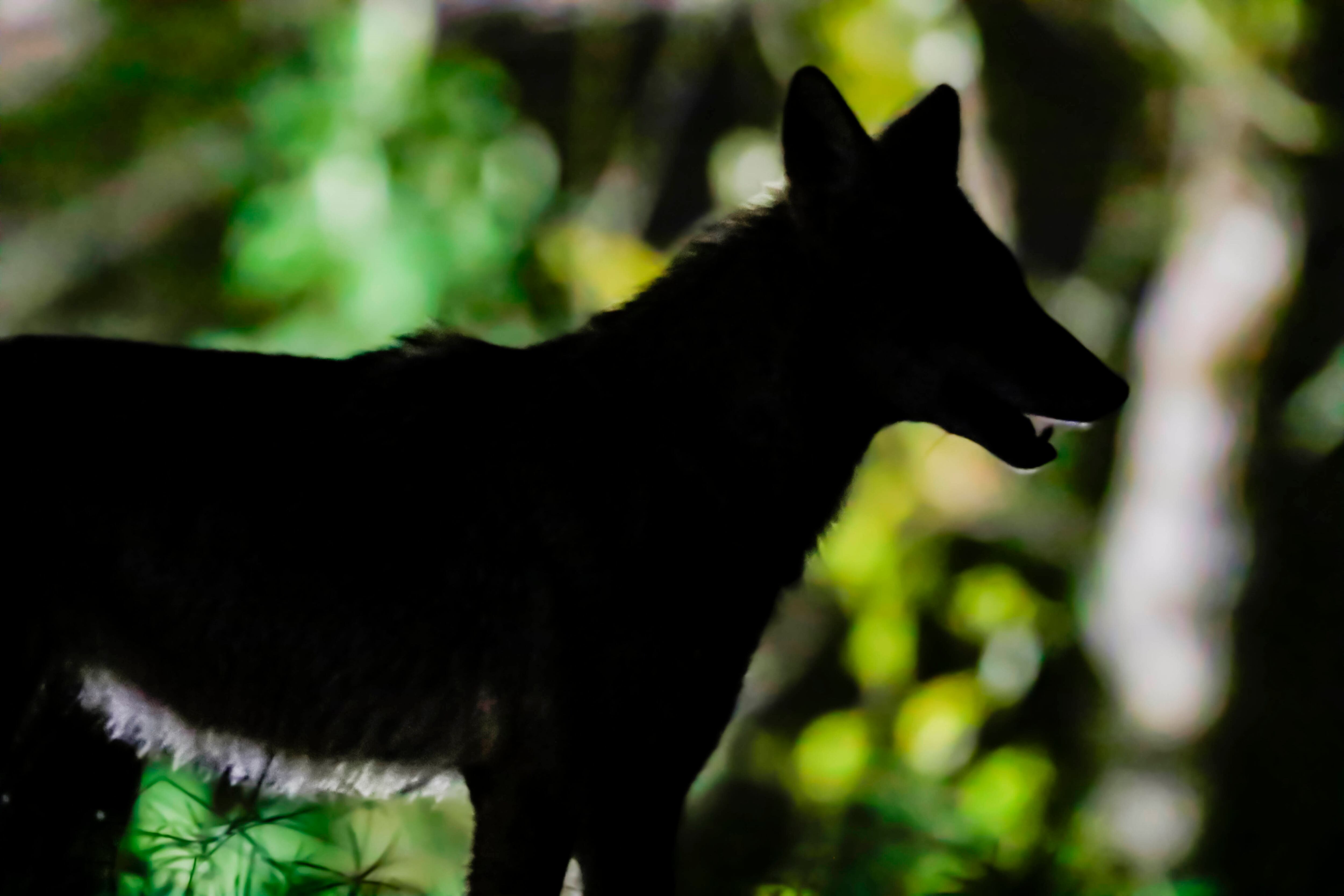 Cuál es la enfermedad común que afectó a coyotes y dio origen al mito del “chupacabras”, según un experto