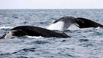 Elaboran el primer "atlas de