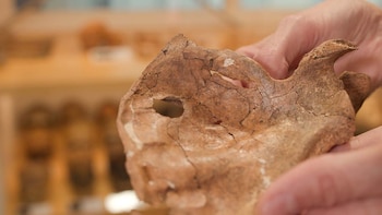 Hallaron restos de un neandertal de 75.000 años con una posible herida mortal causada por una lanza