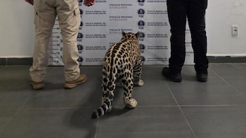Rescatan jaguar cachorro en Zitácuaro: detienen a mujer que lo transportaba sin permisos en una camioneta