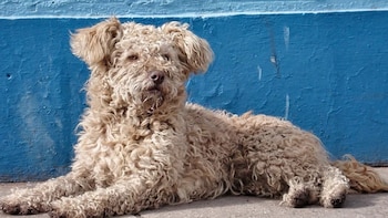 Un perro de pelaje rizado y beige permanece echado sobre el suelo junto a una pared pintada de azul