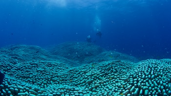 Identifican la colonia de coral