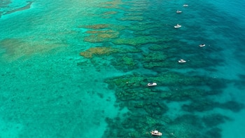 El mar se calienta y los corales “huyen”, la evacuación ya comenzó en los Cayos de Florida ante un escenario que recuerda al récord de 2023