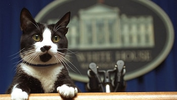 Socks, el gato del presidente
