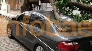 Un árbol cayó sobre su auto, el seguro se negó a pagar y la Justicia le dio la razón a la compañía: por qué perdió el juicio