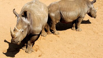 Subastarán por internet unos 2.000