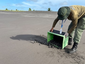 Iniciativa reúne actividades de investigación científica, educación ambiental, capacitación, patrullajes, rescate y reubicación de nidos. (MiAmbiente)