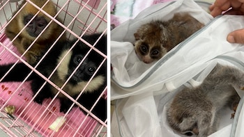 Operación mundial contra el tráfico