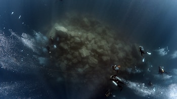 Arrecifes artificiales: ¿Cuál es la