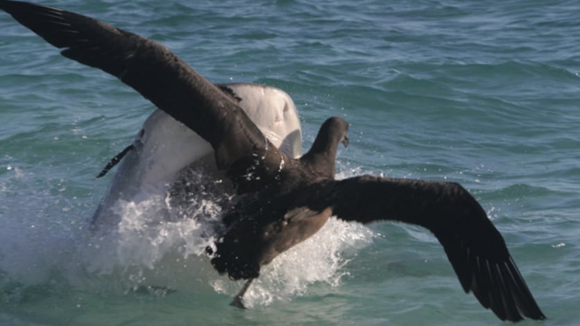 La captura retrata un momento clave de la depredación, donde el tiburón tigre ataca a su presa, una acción que ilustra las relaciones tróficas en los ecosistemas marinos de Hawái (Joe Spring/NOAA)