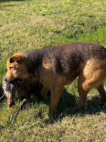 Perro de pelaje marrón y negro de pie sobre pasto verde, lleva un señuelo de entrenamiento de color gris con una banda naranja en el hocico