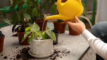 Los 3 errores más comunes que pueden matar a tus plantas en verano