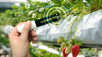 Cada vez hay más avances en nuevas tecnologías para la producción de alimentos