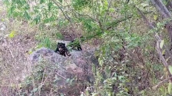 Os filhotes permaneceram no buraco por vários meses antes de partirem com a mãe. gravação de vídeo