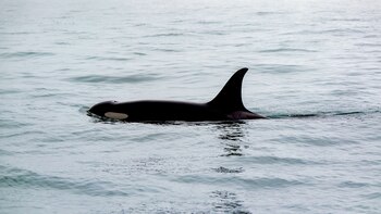 orcas marinas