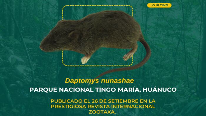 Descubren en Huánuco nueva especie de roedor única en el mundo: Daptomys nunashae. Créditos: SERNANP
