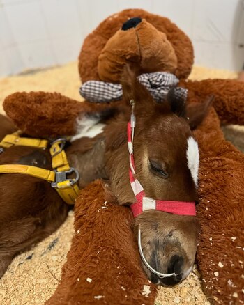 Durante su rehabilitación, Almendrita encontró