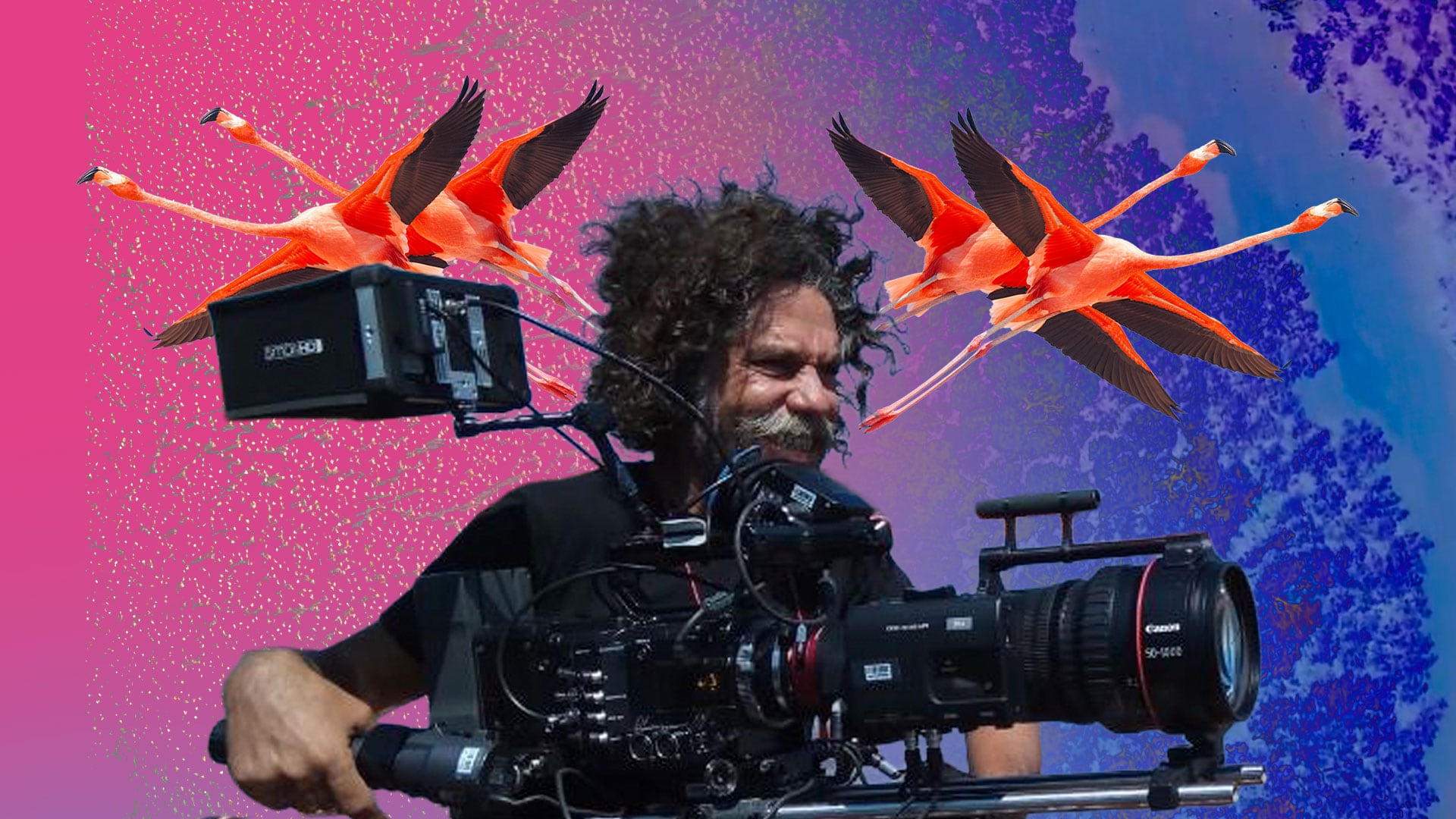 Hagerman se inspiró en su primer encuentro con los flamencos durante una expedición científica en Yucatán para entregar una obra que ofrece un testimonio sobre la belleza y vulnerabilidad de la vida. (Ilustración: Jesús Aviles/ Infobae México) - (Fotos cortesía: Lorenzo Hagerman/Pimienta Films)