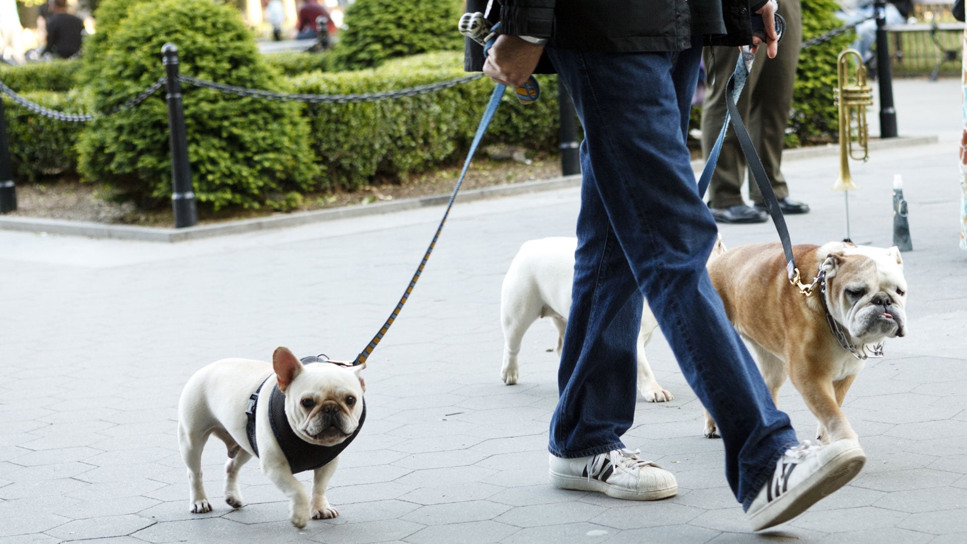 El Servicio Nacional de Meteorología e Hidrología recomienda que las mascotas se mantengan bajo la sombra y con correcta ventilación durante los paseos. (Shutterstock)
