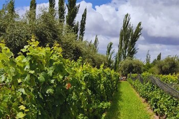 Un equipo del INTA Mendoza-San Juan presentó un protocolo innovador para revitalizar agroecosistemas, basado en un enfoque sostenible (inta)