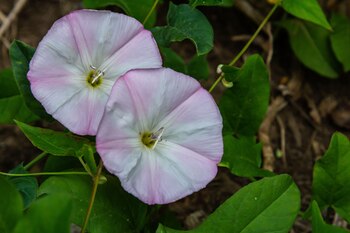 La Creeping Jenny puede sofocar