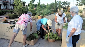 Mujeres mayores cosechan hortalizas frescas