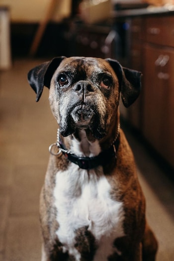 La perrita de 11 años