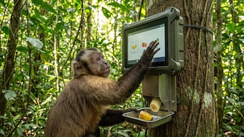Ponen una pantalla con IA en la selva y los monos aprenden a usarla para obtener comida