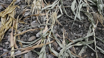 El Niño 2026 en Guatemala: canículas largas, maíz perdido casi por completo y el temor a una hambre estacional en el Corredor Seco